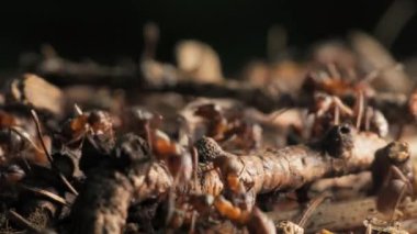 Karınca yuvasında iş ve orman karıncalarının hayatı. Karınca yuvası karıncalarla kaynıyor, yakın çekim..