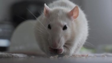 Close-up of Cute domestic white rat eats nuts. 4K