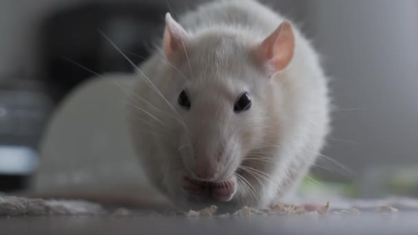 Close Cute Domestic White Rat Eats Nuts — Stock video