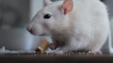 Close-up of Cute domestic white rat eats nuts. 4K