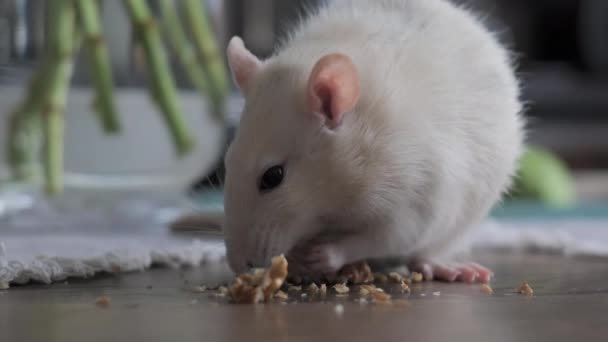Close Cute Domestic White Rat Eats Nuts — Stockvideo