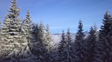 Dağlardaki kış ormanlarından uçarak. Doğanın güzel manzarasının havadan görünüşü. 4K