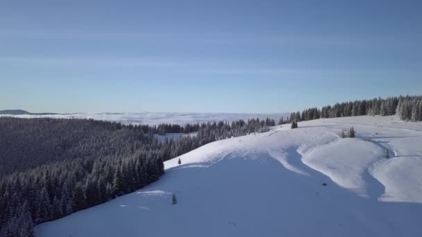 Flight Bugles Forest Winter Aerial View Beautiful Landscape Nature — Stock video