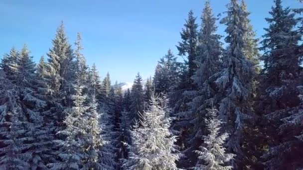 Flight Snow Covered Trees Mountains Winter Aerial View Beautiful Landscape — Video