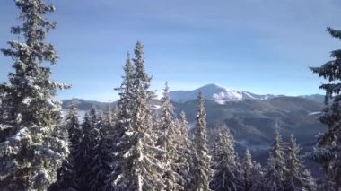 Flight through the winter forest in the mountains. Aerial view of Beautiful landscape of nature. 4K