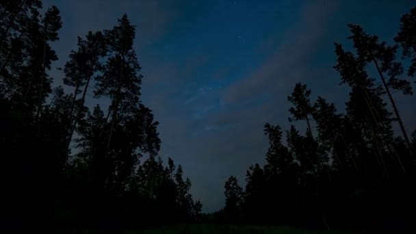 Time Lapse Moving Clouds Stars Forest Night Sky Starry Night — 图库视频影像