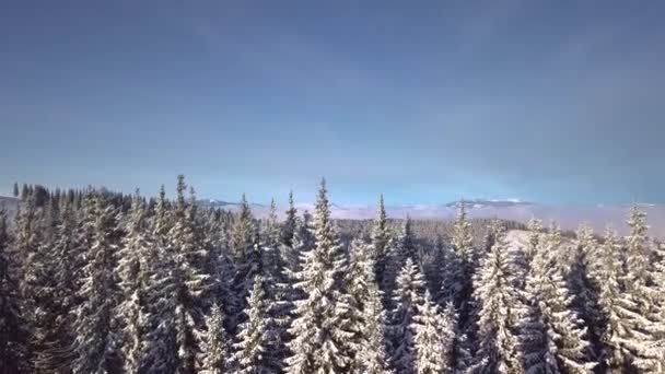 Flight Snow Covered Trees Mountains Winter Aerial View Beautiful Landscape — Stock video