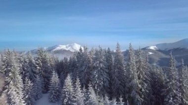 Kışın dağlarda karla kaplı ağaçların üzerinden uçmak. Doğanın güzel manzarasının havadan görünüşü. 4K