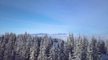 Kışın dağlarda karla kaplı ağaçların üzerinden uçmak. Doğanın güzel manzarasının havadan görünüşü. 4K