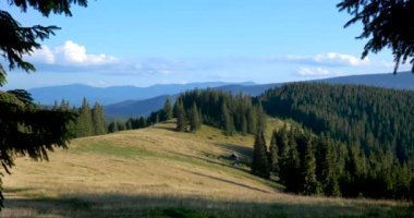 Landscape meadow and forest with firs in the mountains on a sunny day. Beautiful nature of the Carpathian mountains.