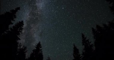 Timelapse of The Milky Way galaxy moves above the silhouettes of trees. Starry night background. Epic video 4K