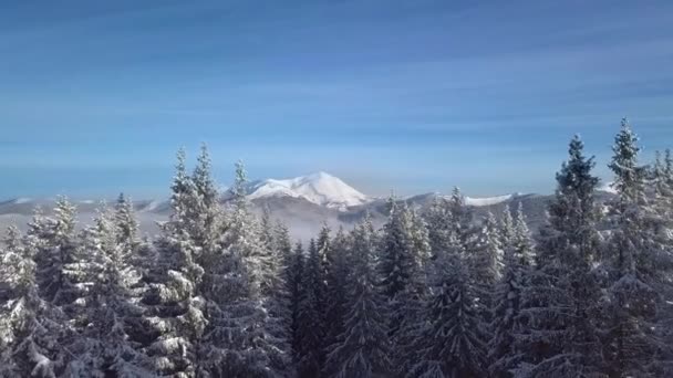 Kışın Dağlarda Karla Kaplı Ağaçların Üzerinden Uçmak Doğanın Güzel Manzarasının — Stok video