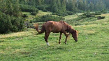 A beautiful brown horse eats grass while grazing in a mountain pasture