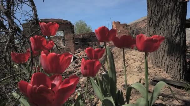 Red Tulips Destroyed House Kyiv Region Result Shelling Russian Army — Stockvideo