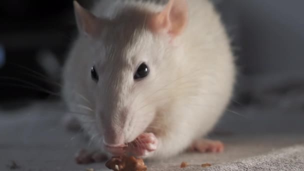 Close Domestic White Rat Eating Seeds — Stock Video