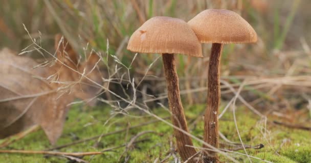 Champignons Dans Forêt Sauvage Automne Gros Plan Caméra Mouvement — Video