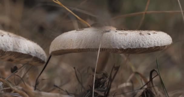 가을에 파라솔 버섯이요 Macrolepiota Procera 클로즈업 움직이는 카메라 — 비디오