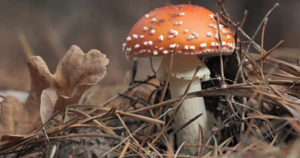 Rode Vlieg Agaric Het Bos Close Vlieg Agarisch Een Naaldbos — Stockvideo