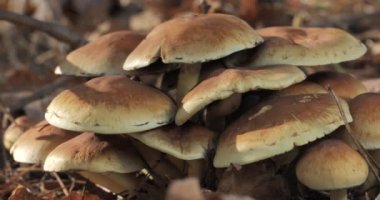 Sonbahar mevsiminde vahşi ormanda mantarlar. Yakın çekim, hareket eden kamera.