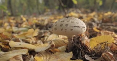 Sonbahar mevsiminde ormandaki şemsiye mantarı. Macrolepiota procera, yakın çekim, hareket eden kamera
