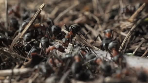 Trabajo Vida Hormigas Del Bosque Hormiguero Hormiguero Está Lleno Hormigas — Vídeos de Stock