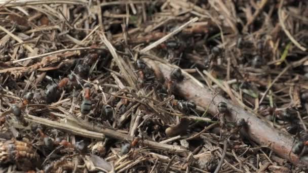 蚁丘中的森林蚂蚁的工作和生活 蚁丘上满是蚂蚁 特写镜头 — 图库视频影像