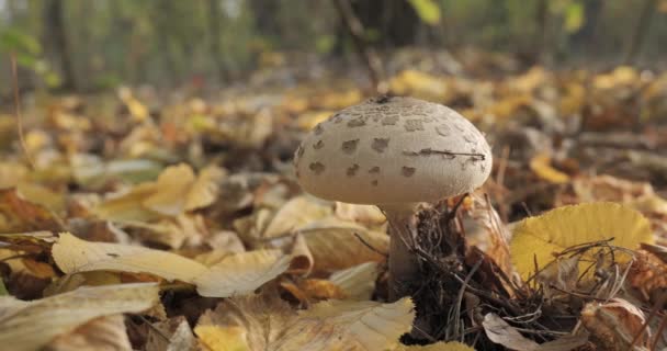 Ciuperca Umbră Din Pădure Sezonul Toamnă Macrolepiota Procera Close Camera — Videoclip de stoc