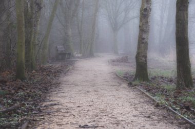 Sabah sisi Anglli 'de gölün yanındaki parkta, St. Chad' s Doğa Rezervi, Ocak 2021.