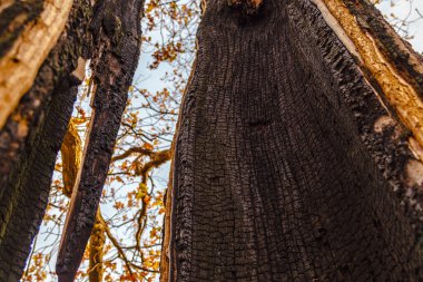Kasım 2021 'de güneşli bir günde parkta ağaçlar.
