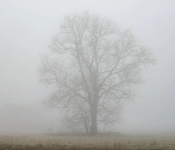 Brouillard Matinal Anglli Dans Parc Bord Lac Réserve Naturelle Tchad — Photo