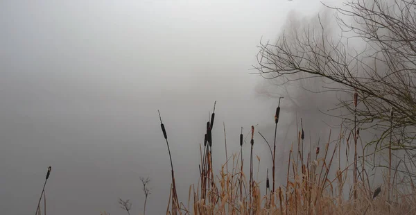 Brouillard Matinal Anglli Dans Parc Bord Lac Réserve Naturelle Tchad — Photo