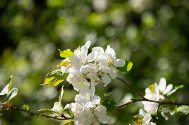Parkta çiçekli güzel ağaçlar, St Chad Doğa Koruma Alanı, İngiltere, Nisan 2022.