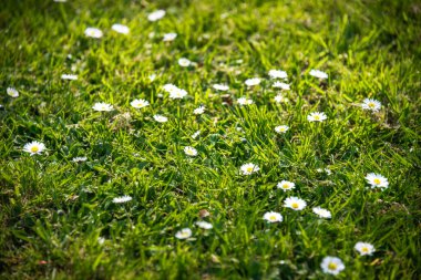 Baharda parkta papatyalar, St. Chad Doğa Rezervi, İngiltere Nisan 2022.