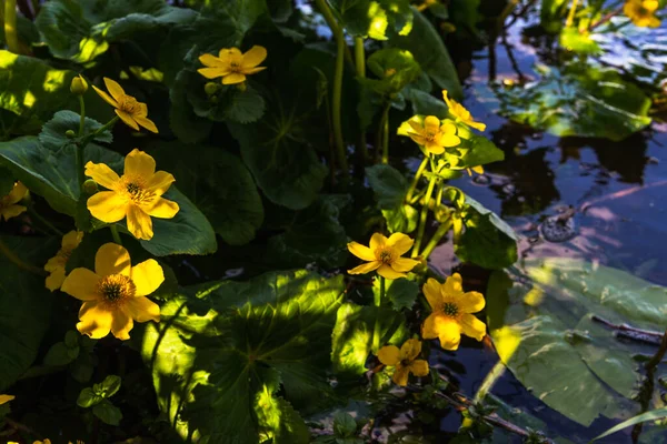 Yellow water flowers in a lake in a park, St Chad Nature Reserve, England, April 2022.