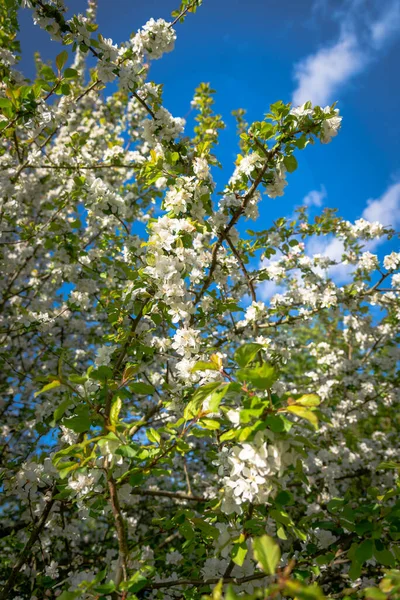 Blooming Trees Beautiful Flowers Park Chad Nature Reserve England April — Stock Photo, Image