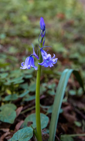 Bir Parkta Mor Bir Çiçek Chad Doğa Rezervi Ngiltere Nisan — Stok fotoğraf