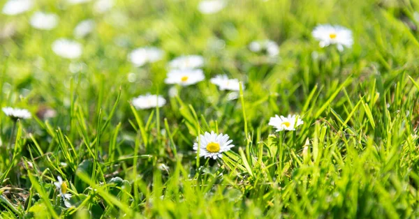 Daisies in the park during the spring , St Chad Nature Reserve, England April 2022.