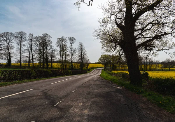 Kolza tohumu tarlası parlak sarı çiçeklerle açar Derbyshire İngiltere, 17.04.2022