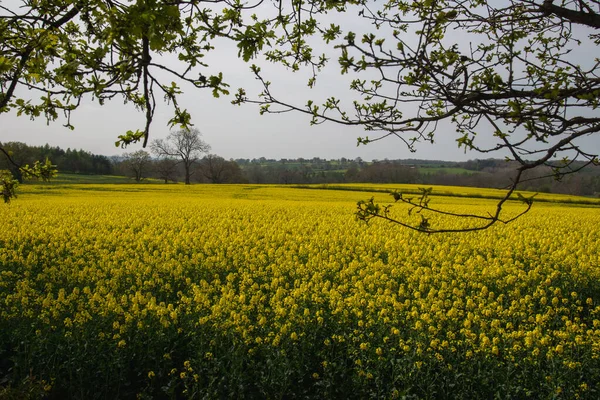 The rapeseed field blooms with bright yellow flowers Derbyshire England ,17.04.2022