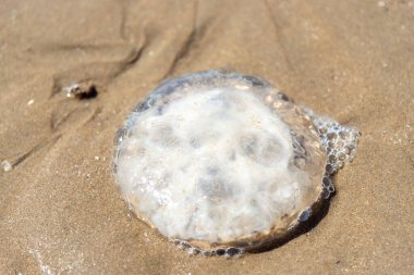 Galler 'de Talacre plajında denizanası 2022.