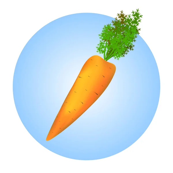 Оранжевая Морковка Синем Круге Белом Фоне — стоковый вектор