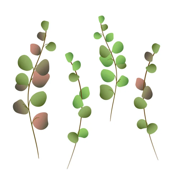 Grüne Und Braune Eukalyptuszweige Vereinzelt Vor Weißem Hintergrund Vier Zweige — Stockvektor