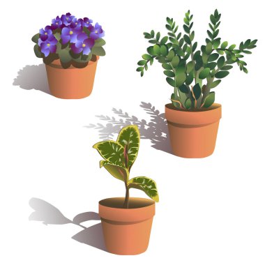 Ev bitkisi Afrika Menekşesi, Zamioculcas zamiifolia, Ficus elasticum. Büyüme Streptocarpella, Viola vektör çizimi. Doğal dekoratif yeşillik, çiçek saksısında yapraklar beyaz arka planda izole edilmiş..