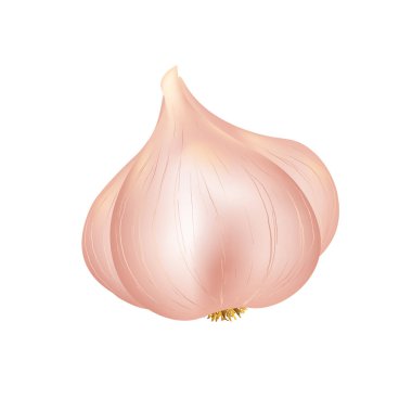 Beyaz arka planda izole edilmiş, gerçekçi sarımsak. Lezzetli vektör illüstrasyonu.