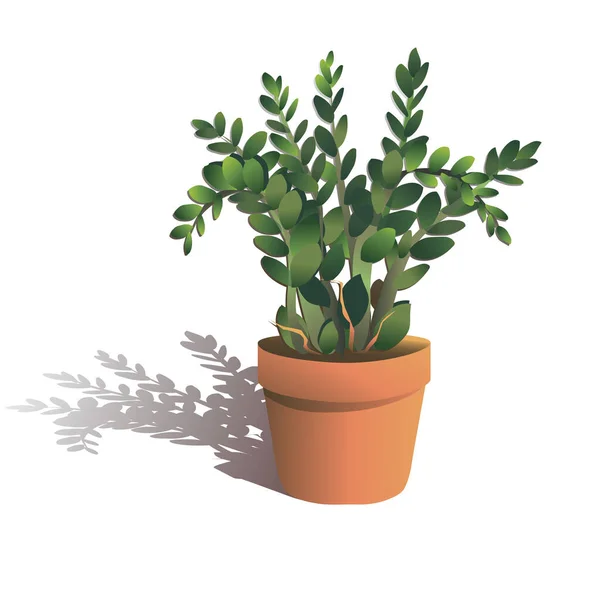 Hemväxt Zamioculcas Caladium Zamiaefolium Vektor Illustration Pengar Dollar Träd Isolerad — Stock vektor