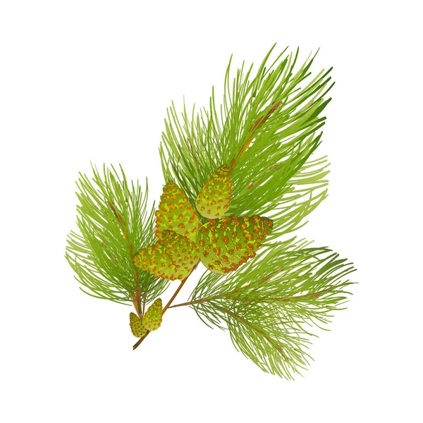 Ilustração Vetor Planta Inverno Conífera Ramo Pinus Verde Galho Natural — Vetor de Stock