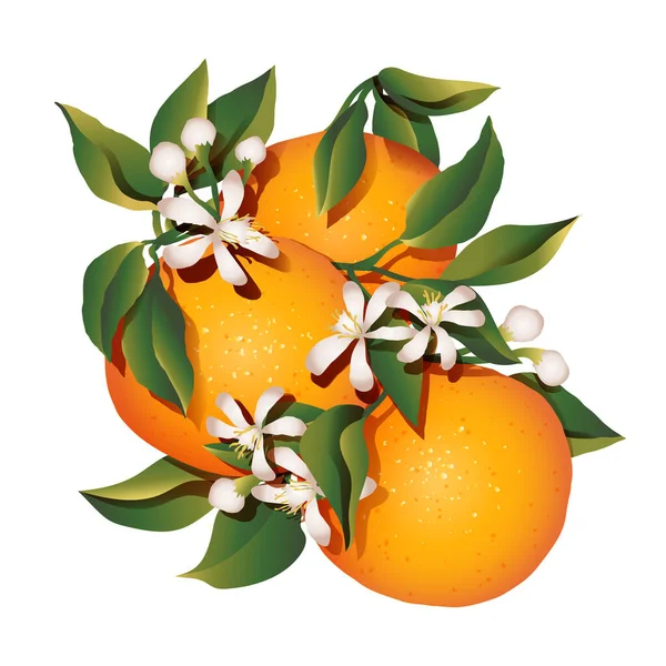 Citrous Aromatic Sour Sweet Orange Fruits Small Blooming Flowers Isolated — Stock Vector