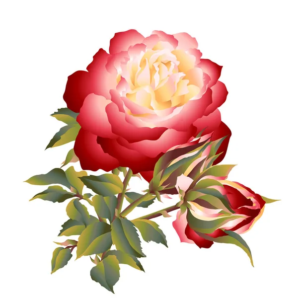 Bouton Rose Rouge Fleurs Avec Des Feuilles Vertes Isolées Sur — Image vectorielle