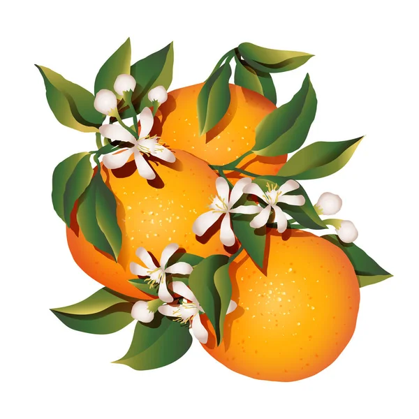 Citrowy Aromatyczny Kwaśny Lub Słodki Owoc Pomarańczy Małymi Kwitnącymi Kwiatami Ilustracja Stockowa