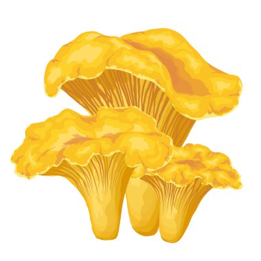 Beyaz arka planda taze yenebilir sarı chanterelles veya girolle. Orman mevsimsel botanik vektör çizimi.